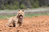 CAIRN TERRIER 208